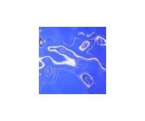 LITTLE NEMO - Turquoise Fields