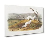 Little Nimble Weasels By John Woodhouse Audubon Canvas Print | Gallery Wrapped 30mm Frame Wall Art | 30x20 inches | Ready to Hang | Retro Picture | Living Room Bedroom Lounge Office