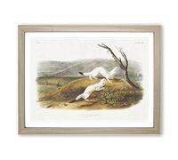 Little Nimble Weasels By John Woodhouse Audubon Vintage Framed Print | A4 Oak Framed Wall Art | Ready to Hang | Classic Nature Picture | Living Room Bedroom Lounge Office