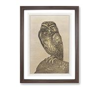 Little Owl By Theo Van Hoytema Classic Painting Framed Print | A3 Walnut Framed Wall Art | Ready to Hang | Classic Animal Picture | Living Room Bedroom Lounge Office