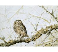 Little Owl Christmas Card. Little Owl in Winter by Dick Twinney - Sustainable Wildlife Greeting Card (5x7 inches)