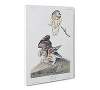 Little Owls By John James Audubon Canvas Print | Gallery Wrapped 30mm Frame Wall Art | 24x16 inches | Ready to Hang | Retro Bird Picture | Living Room Bedroom Lounge Office