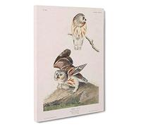 Little Owls by John James Audubon Canvas Print | Gallery Wrapped 30mm Frame Wall Art | 30x20 inches | Ready to Hang | Modern Bird Picture | Living Room Bedroom Lounge Office