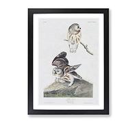Little Owls By John James Audubon Vintage Framed Print | A4 Black Framed Wall Art | Ready to Hang | Classic Animal Picture | Living Room Bedroom Lounge Office