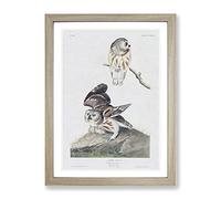Little Owls By John James Audubon Vintage Framed Print | A4 Oak Framed Wall Art | Ready to Hang | Classic Animal Picture | Living Room Bedroom Lounge Office