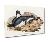 Little Penguins by Elizabeth Gould Canvas Print | Gallery Wrapped 30mm Frame Wall Art | 30x20 inches | Ready to Hang | Modern Bird Picture | Living Room Bedroom Lounge Office