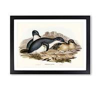 Little Penguins by Elizabeth Gould Framed Print | A2 Black Framed Wall Art | Ready to Hang | Modern Nature Picture | Living Room Bedroom Lounge Office