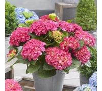 Little Pink Mophead Hydrangea Shrub Plant Hydrangea Macrophylla 2L Pot Plant Theory Green One Size