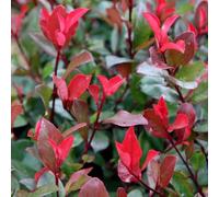 Little Red Robin Christmas Berry Shrub Plant Photinia x Fraseri 2L Pot Plant Theory Green One Size