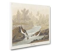 Little Sandpiper Birds by John James Audubon Canvas Print | Gallery Wrapped 30mm Frame Wall Art | 14x14 inches | Ready to Hang | Retro Bird Picture | Living Room Bedroom Lounge Office