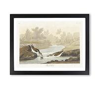 Little Sandpiper Birds By John James Audubon Vintage Framed Print | A3 Black Framed Wall Art | Ready to Hang | Classic Nature Picture | Living Room Bedroom Lounge Office