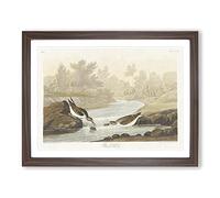 Little Sandpiper Birds By John James Audubon Vintage Framed Print | A4 Walnut Framed Wall Art | Ready to Hang | Classic Nature Picture | Living Room Bedroom Lounge Office