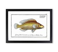 Little-Scaled Wrasse Fish by M.E. Bloch Framed Print | A2 Black Framed Wall Art | Ready to Hang | Modern Animal Picture | Living Room Bedroom Lounge Office