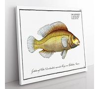 Little scaled Wrasse Fish by M.E. Bloch Vintage Canvas Wall Art Print Ready to Hang, Framed Picture for Living Room Bedroom Home Office Décor, 50x50 cm (20x20 Inch)