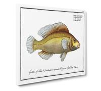 Little scaled Wrasse Fish by M.E. Bloch Vintage Canvas Wall Art Print Ready to Hang, Framed Picture for Living Room Bedroom Home Office Décor, 20x20 Inch (50x50 cm)