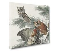 Little Screech Owls by John James Audubon Canvas Print | Gallery Wrapped 30mm Frame Wall Art | 14x14 inches | Ready to Hang | Modern Bird Picture | Living Room Bedroom Lounge Office