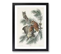 Little Screech Owls by John James Audubon Framed Print | A2 Black Framed Wall Art | Ready to Hang | Modern Animal Picture | Living Room Bedroom Lounge Office