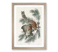 Little Screech Owls by John James Audubon Framed Print | A2 Oak Framed Wall Art | Ready to Hang | Modern Animal Picture | Living Room Bedroom Lounge Office
