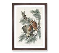 Little Screech Owls by John James Audubon Framed Print | A2 Walnut Framed Wall Art | Ready to Hang | Modern Animal Picture | Living Room Bedroom Lounge Office