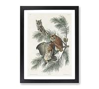Little Screech Owls By John James Audubon Vintage Framed Print | A3 Black Framed Wall Art | Ready to Hang | Classic Animal Picture | Living Room Bedroom Lounge Office