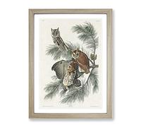 Little Screech Owls By John James Audubon Vintage Framed Print | A3 Oak Framed Wall Art | Ready to Hang | Classic Animal Picture | Living Room Bedroom Lounge Office