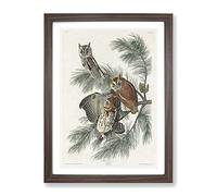 Little Screech Owls By John James Audubon Vintage Framed Print | A4 Walnut Framed Wall Art | Ready to Hang | Classic Animal Picture | Living Room Bedroom Lounge Office