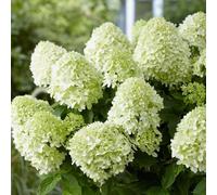 Little Spooky Outdoor Shrub Plant Hydrangea Paniculata Flowers 2L Pot Plant Theory Green One Size