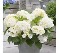 Little White Mophead Hydrangea Shrub Plant Hydrangea Macrophylla 2L Pot Plant Theory Green One Size