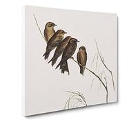 Little Wood swallows Bird by Elizabeth Gould Canvas Print | Gallery Wrapped 30mm Frame Wall Art | 20x20 inches | Ready to Hang | Retro Animals Picture | Living Room Bedroom Lounge Office