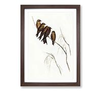 Little Woodswallows by Elizabeth Gould Framed Print | A2 Walnut Framed Wall Art | Ready to Hang | Modern Nature Picture | Living Room Bedroom Lounge Office