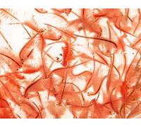 Live Adult Brine Shrimp Pack of 1,100ml Live Fish Food, Tropical Fish Treat (Dispatched on Fridays, Next Day)