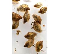 Live Bladder Snails Feeder Snails for Aquarium Pond Fish Tank Pack of 10