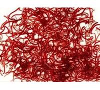 Live Bloodworm Fish Food, 100ml, Pack of 3 Treat For your Fish, Axololt, Frogs (Dispatches on Fridays, Next Day)