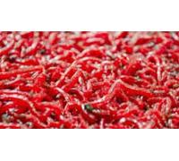 Live Bulk Bloodworm on Paper 50g - Tropical Freshwater Fish Food