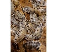 LIVE Dairy Cow Isopods (10 + 2 mixed size) LETTER BOX DELIVERY. Starter colony for insect enthusiasts/efficient clean up crew for bio active enclosures. Roly-polies, woodlice, pillbugs.
