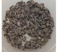 LIVE Dairy Cow Isopods (20 + 2). LETTER BOX DELIVERY. Starter colony/clean up crew for bio active enclosures. Roly-polies, woodlice, pillbugs.