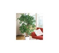LIVE EXOTIC TREE Ficus benjamina Weeping Fig 90cm tall in a 21cm pot