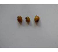 Live Gold Mystery Snails for Freshwater Tropical Aquarium, 10mm, Pack of 3, Algae Eaters, Aquarium Cleaners, They Eat everything including fish waste and leftover fish food