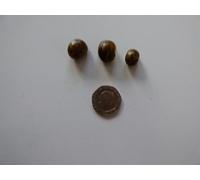Live Mystery Snails, current size is 10mm, grow to over 75mm, Striped Black and Brown, Set of 3, Freshwater Aquarium, algae eaters aquairum cleaners, they eat everything including fish waste