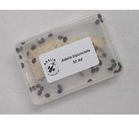 Live Native Ladybirds - Natural pest Control (50)