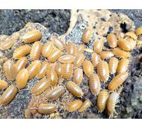 Live Orange Isopods Porcellio Laevis, Clean-up Crew Woodlouse, Pack of 15