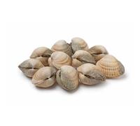 Live Palourde Clams 550g | Fresh, Sustainably Sourced Shellfish | Premium Live Clams for Pasta, Paella & Seafood Platters | Fresh & Chilled Seafood
