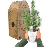 Live Potted Christmas Tree - Real Stone Pine (Pinea) with White Decorative Metal Planter & Lights. Evergreen Tabletop Holiday Décor, 50-60 cm Tall. Perfect for Indoor Xmas Displays. 2L Plant Pot