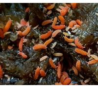 Live Rare Florida Orange Springtails Bilobella braunerae Bioactive Terrarium Clean Up Crew Insects 10x Springtails, Perfect for Isopods & Live Bugs Enthusiasts