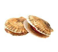 Live Scallops 600g x 6 Units | Fresh & Sustainably Sourced Shellfish | Premium Live Seafood for Fine Dining, Grilling & Seafood Platters | Fresh and Chilled