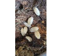 LIVE Snow white isopods (25 +5 spare). LETTER BOX DELIVERY. Starter colony/clean up crew for bio active enclosures. Roly-polies, woodlice, pillbugs.