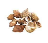 Live Whelks 1.2kg | Fresh, Sustainably Sourced Shellfish | Premium Live Sea Snails for Seafood Platters, Boiling & Fine Dining | Fresh and Chilled