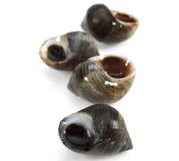 Live Winkles 4kg | Fresh British Shellfish | Premium Quality Sea Snails | Sustainably Sourced Live Seafood | Perfect for Boiling, Steaming & Traditional Seafood Dishes