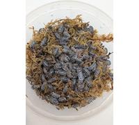 Live Zebra Isopods, Small (15 + 2 spare). Starter colony for bioactive terrarium/clean up crew. Roly-polies, woodlice, pillbugs.