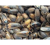 Livefood UK 40 x Live Feeder Cockroach Blaptica Dubia Large size range 24-35mm Roach